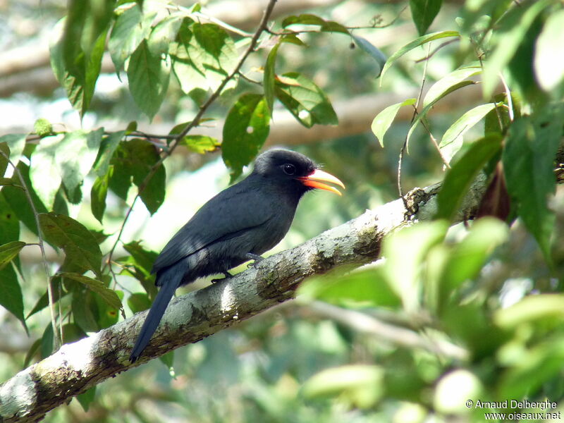 Black-fronted Nunbird