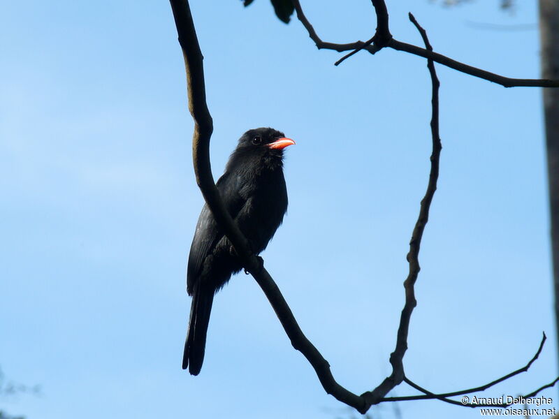 Black-fronted Nunbird