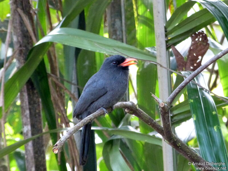 Black-fronted Nunbird