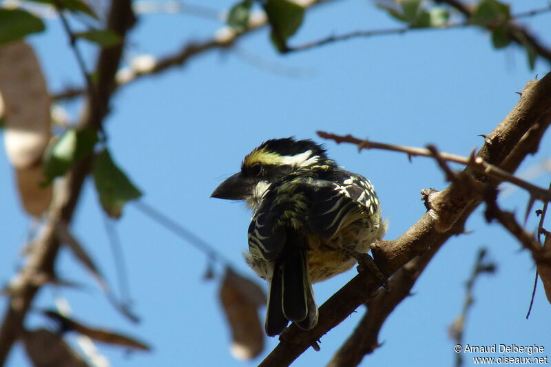 Red-fronted Barbet