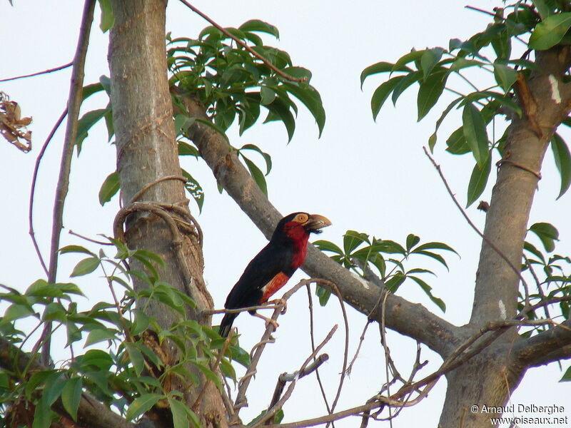 Bearded Barbet