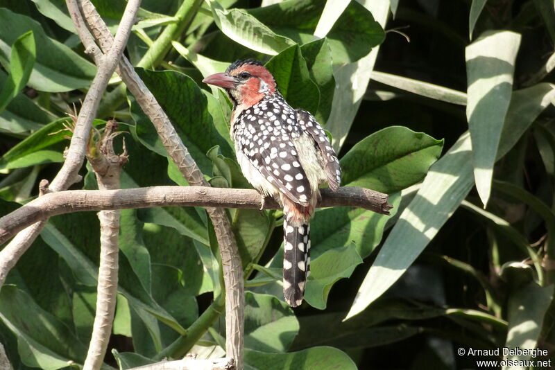 Red-and-yellow Barbet