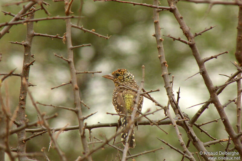 D'Arnaud's Barbet