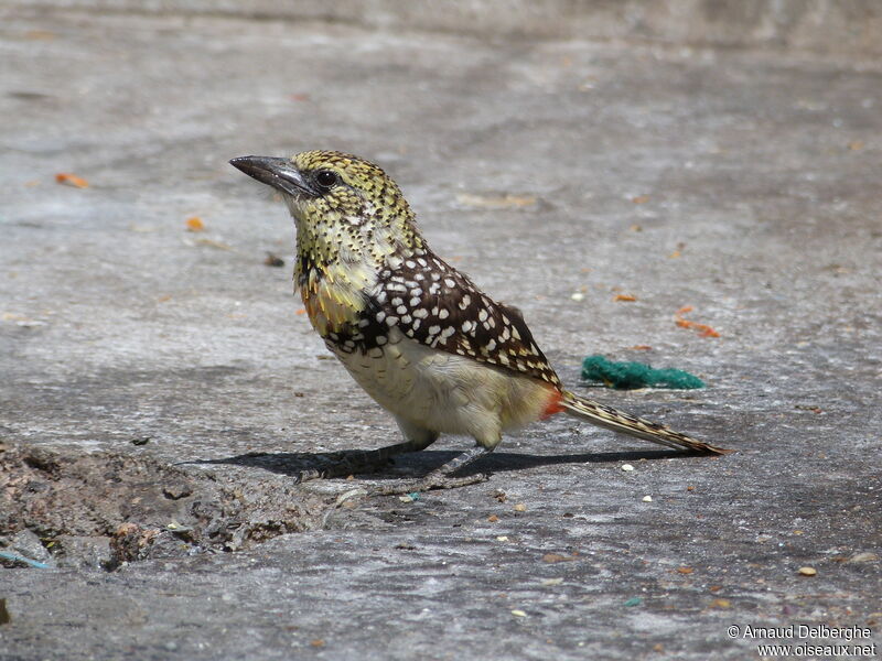 D'Arnaud's Barbet