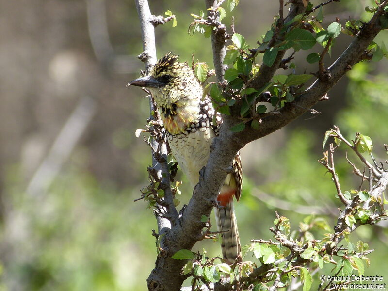 D'Arnaud's Barbet