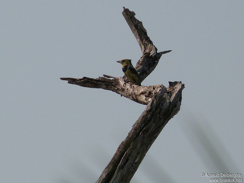 Crested Barbet