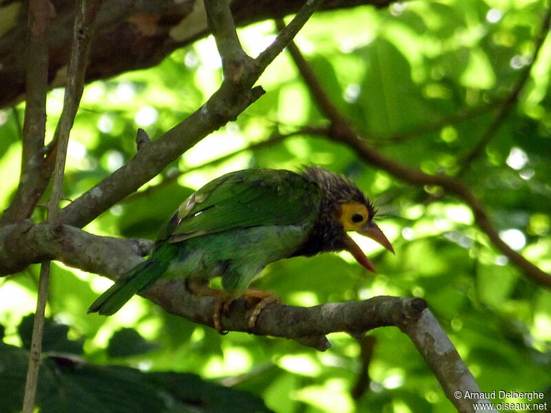 Brown-headed Barbet