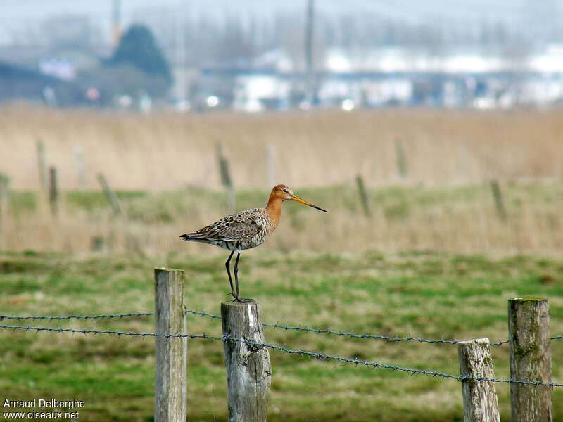 Black-tailed Godwit, habitat, Reproduction-nesting, Behaviour