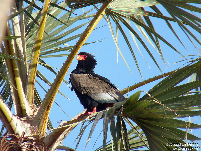 Bateleur des savanes