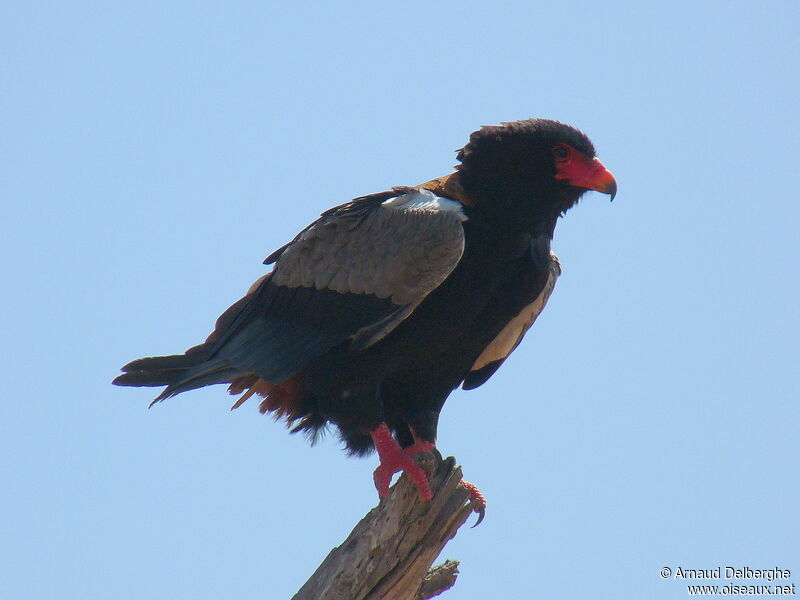 Bateleur des savanes