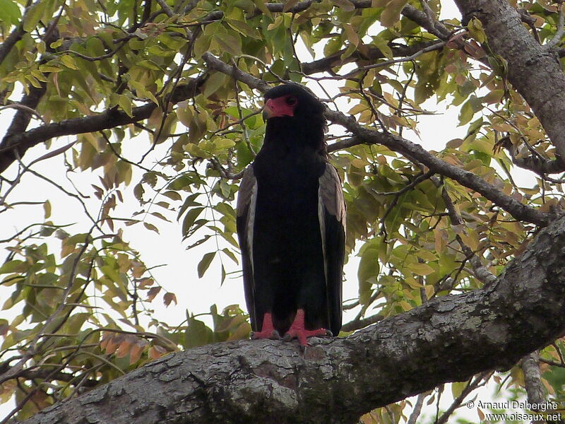 Bateleur des savanes