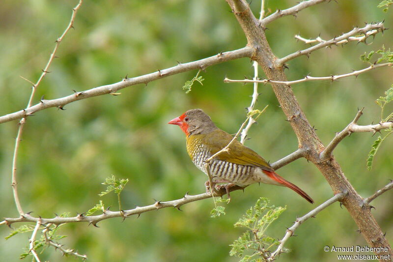 Green-winged Pytilia