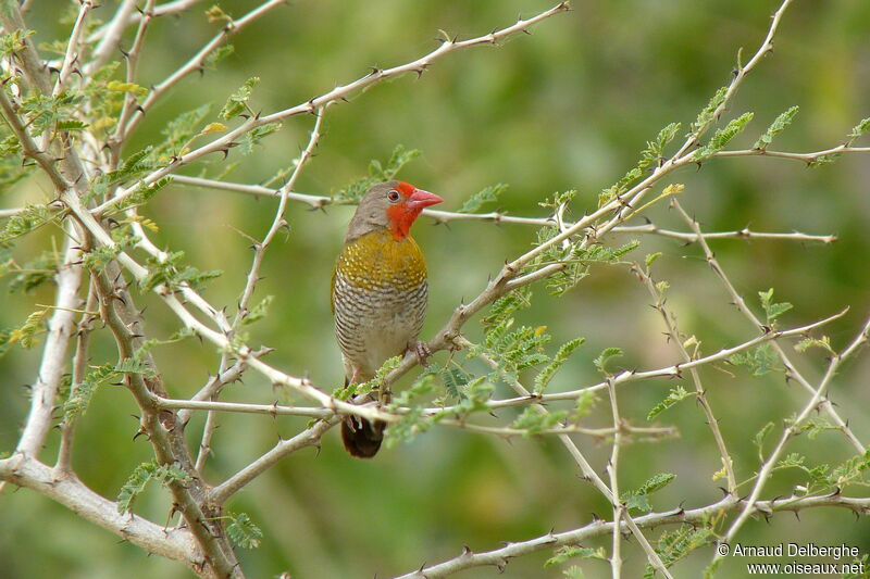 Green-winged Pytilia