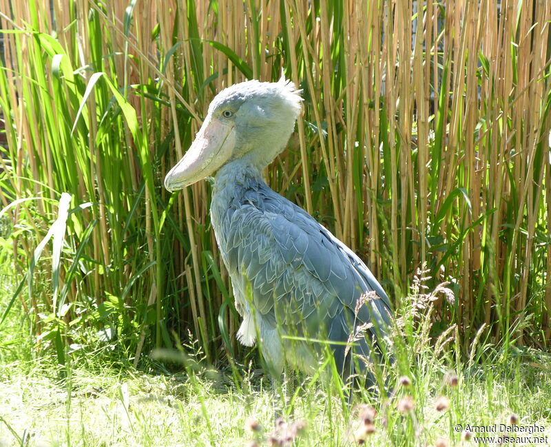 Shoebill