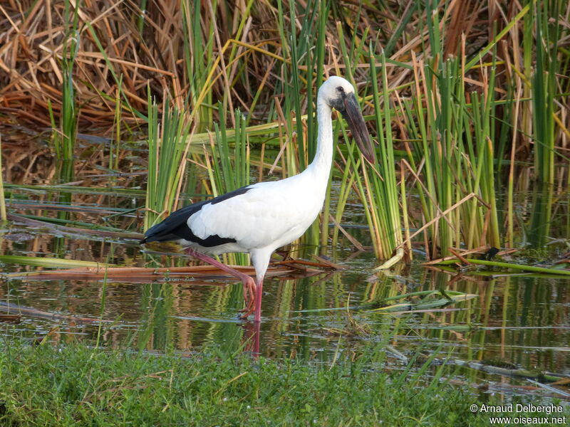 Asian Openbill