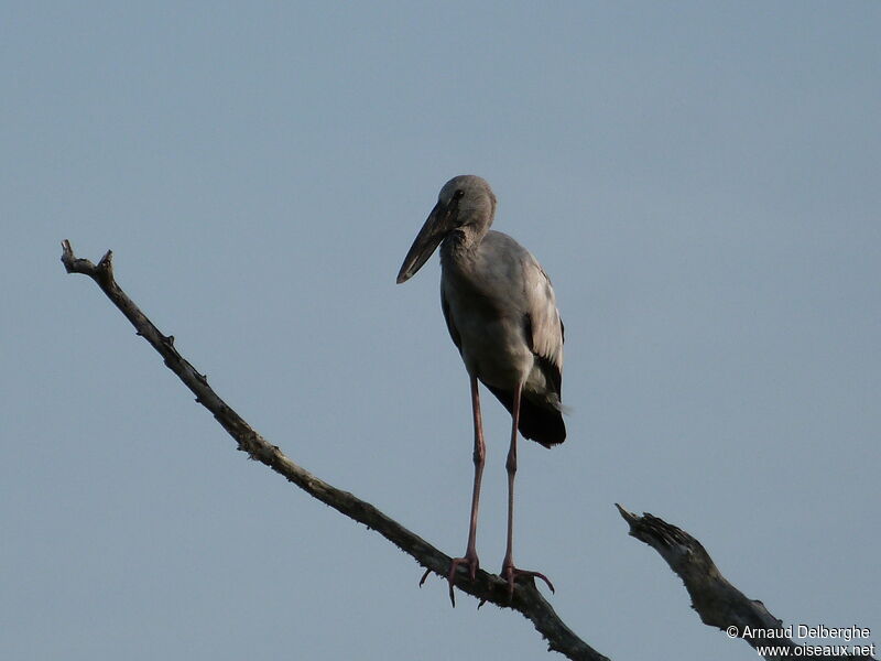 Asian Openbill