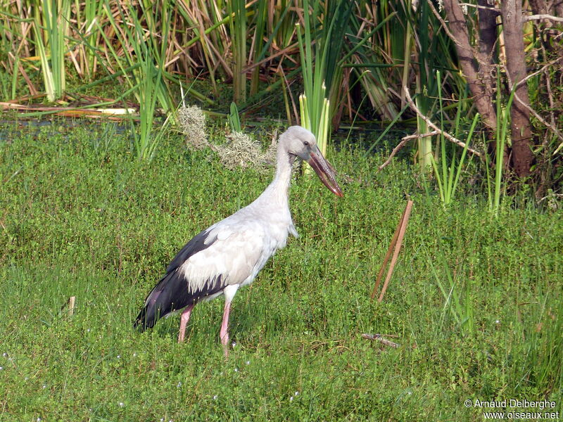 Asian Openbill