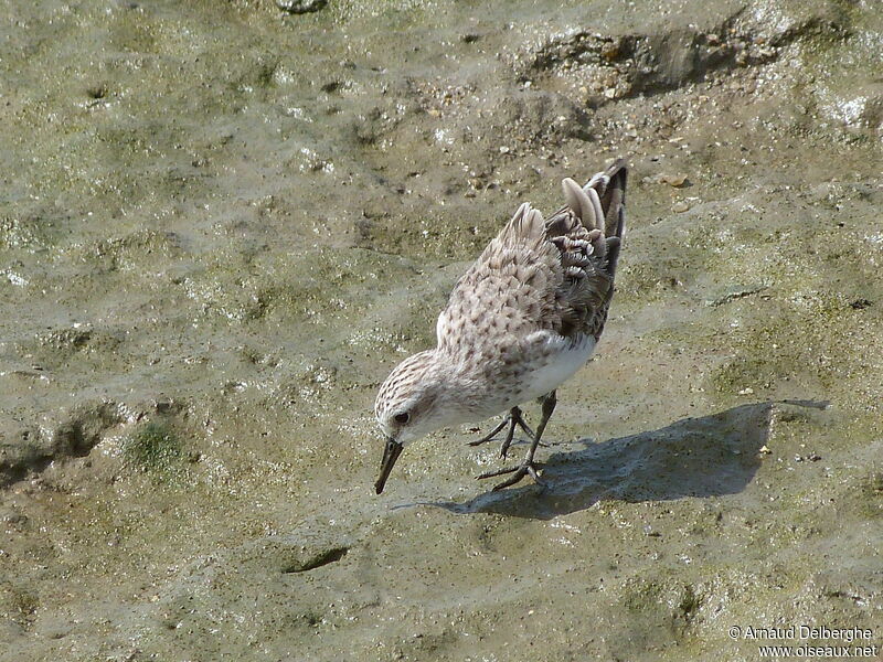 Red-necked Stint