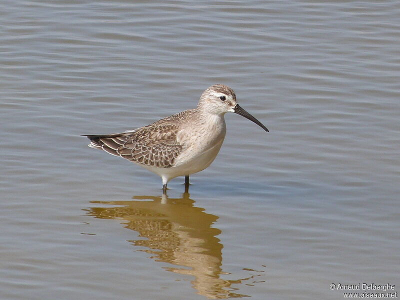 Curlew Sandpiper