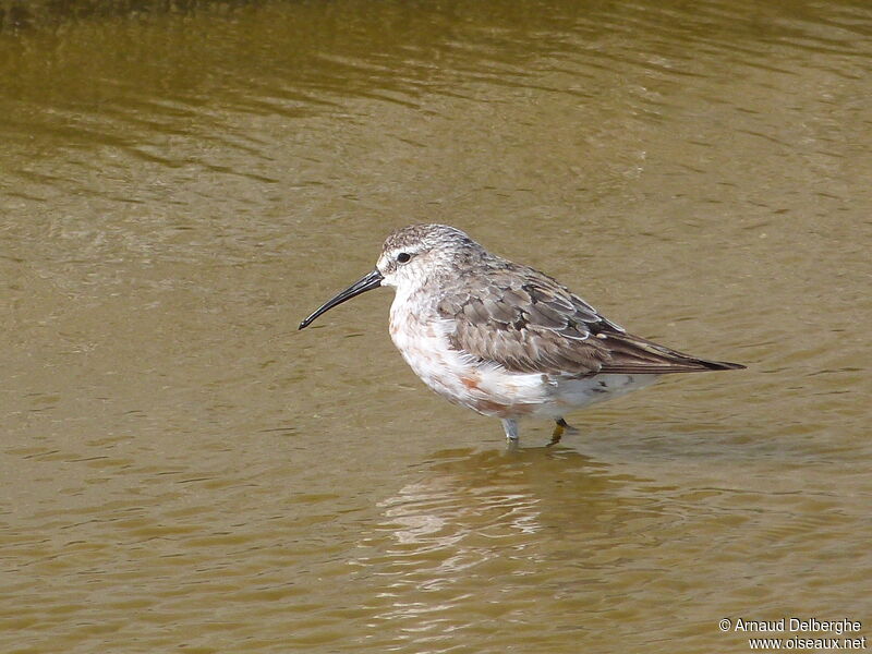 Curlew Sandpiper