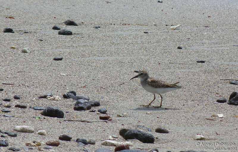 Least Sandpiper