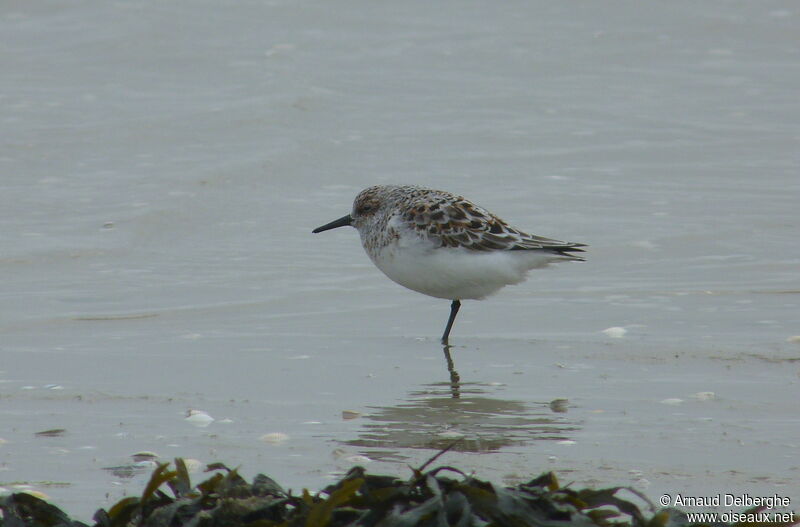 Bécasseau sanderling