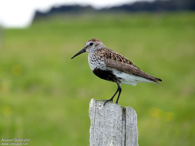 Dunlin male adult breeding, Behaviour