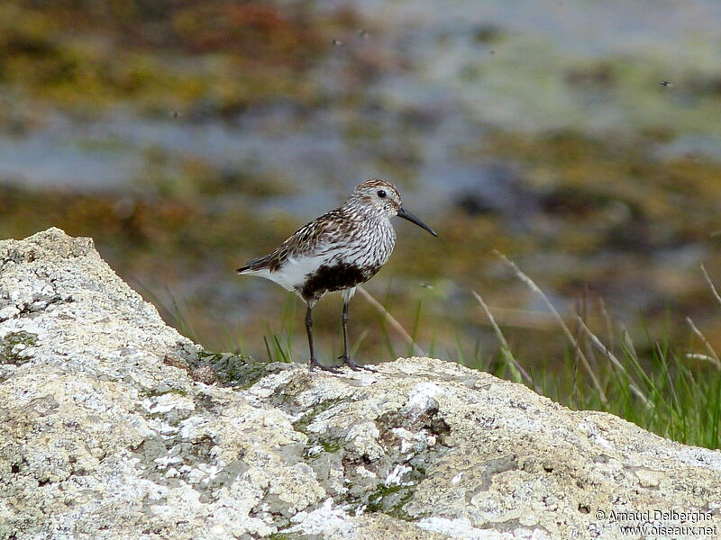 Bécasseau variable