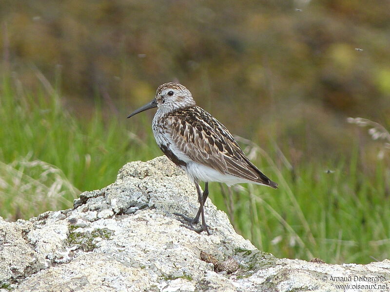 Bécasseau variable