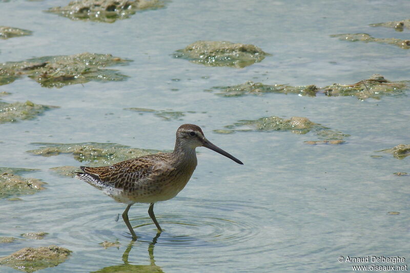 Short-billed Dowitcher