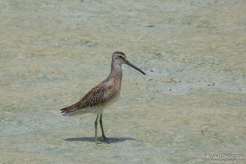 Short-billed Dowitcher