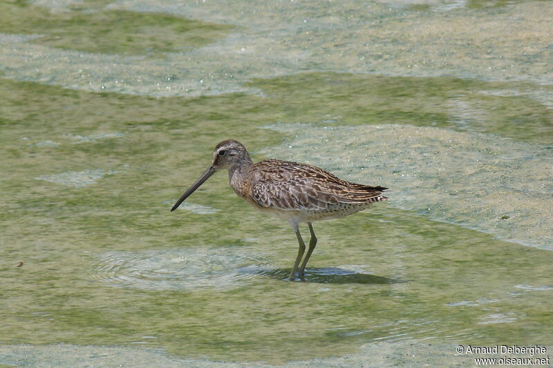 Short-billed Dowitcher