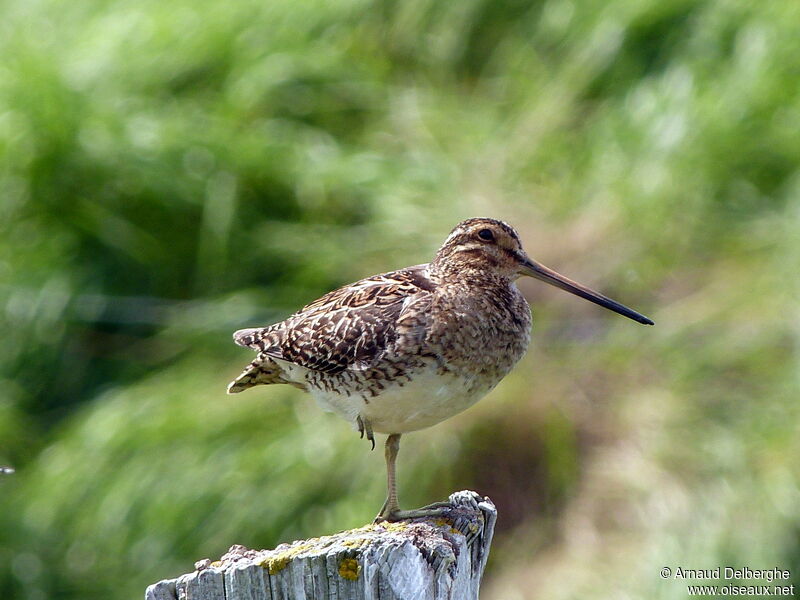 Common Snipe