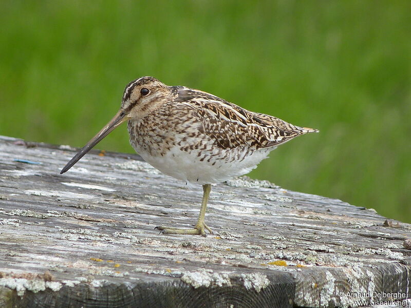 Common Snipe