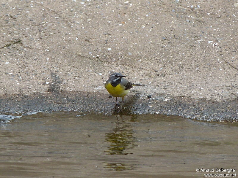 Bergeronnette des ruisseaux