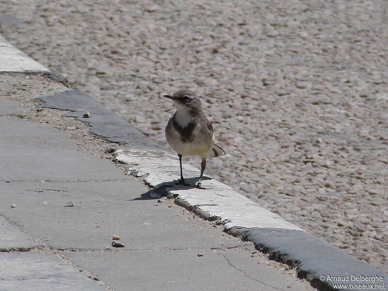 Cape Wagtail