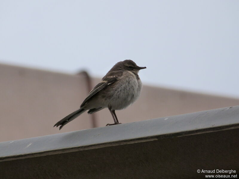 Cape Wagtail