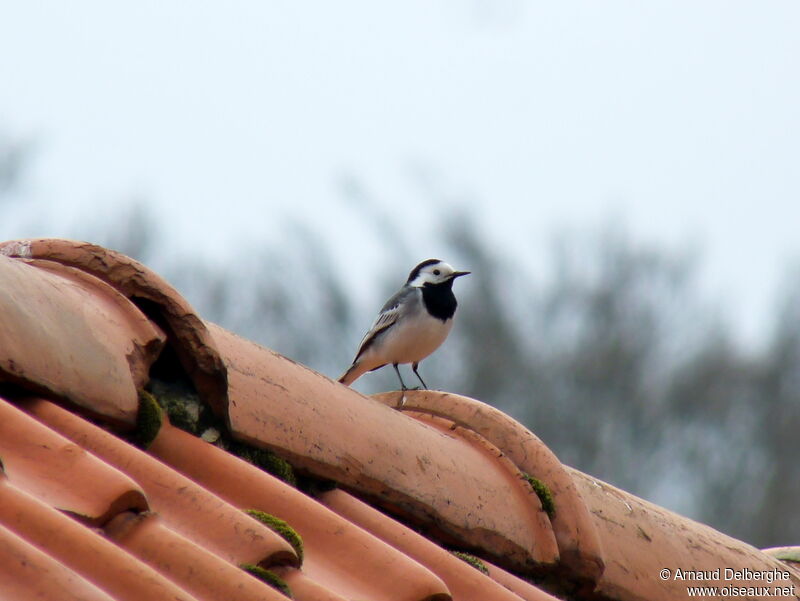 White Wagtail