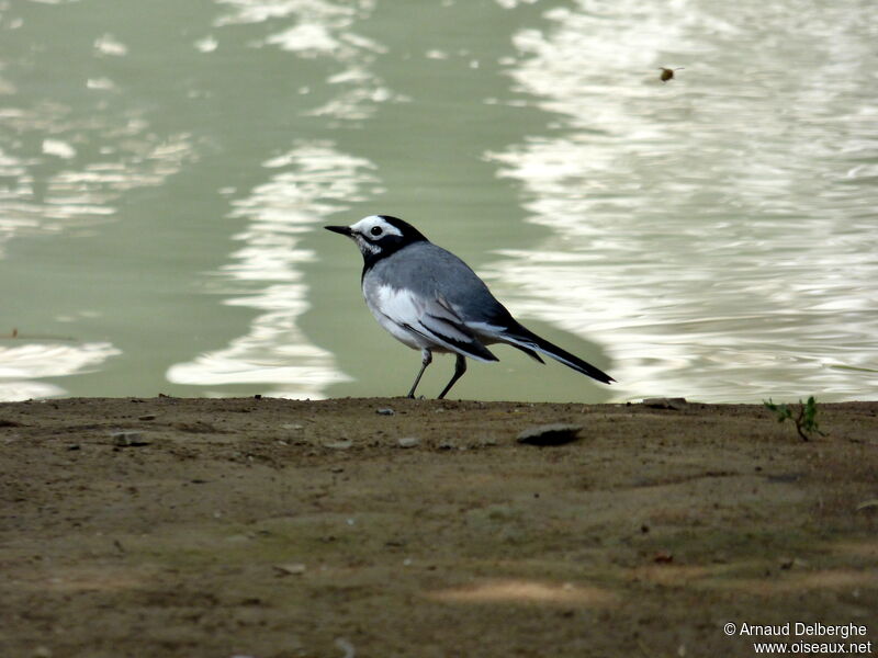 White Wagtail