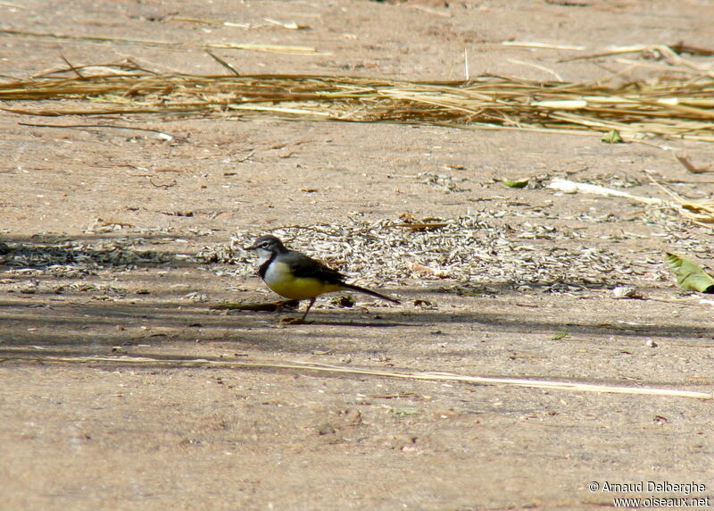 Madagascar Wagtail