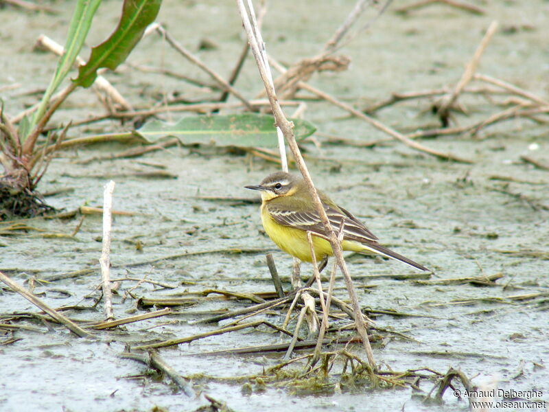 Western Yellow Wagtail