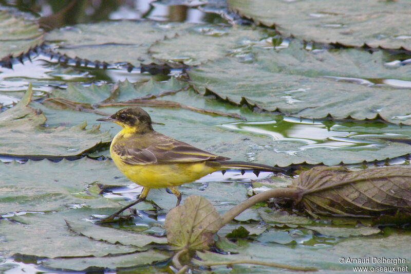 Western Yellow Wagtail