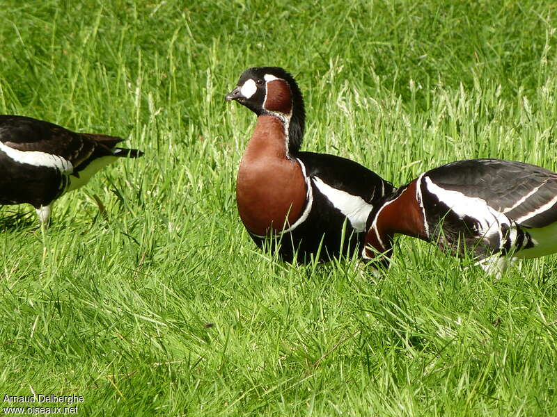 Bernache à cou rouxadulte, mange