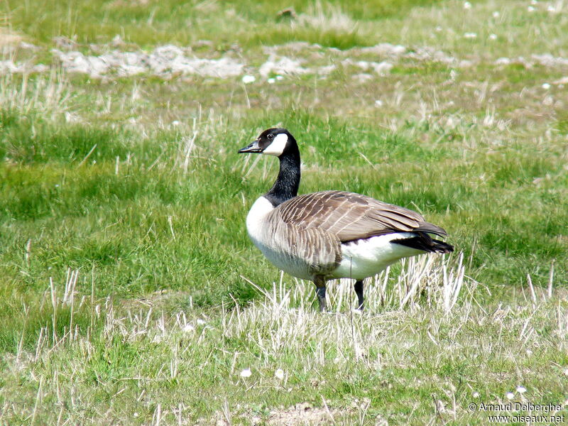 Canada Goose