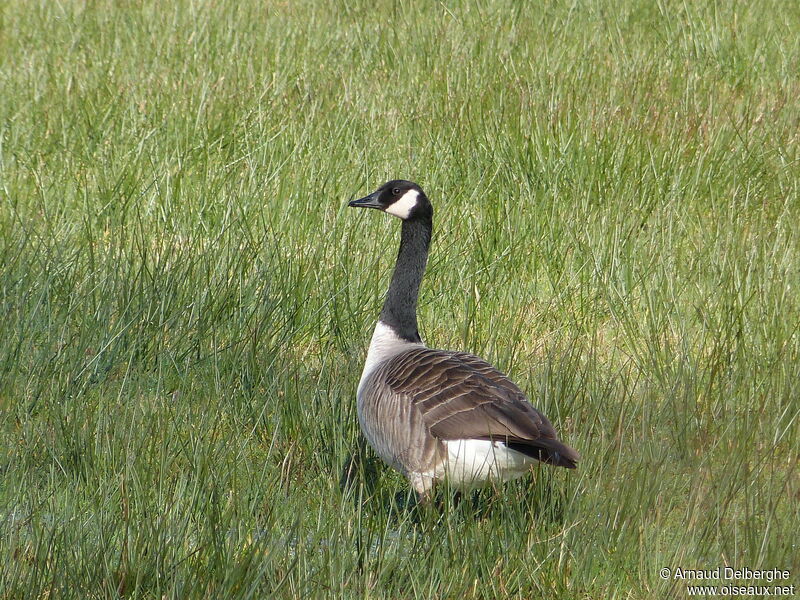 Canada Goose