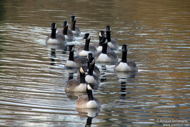 Canada Goose