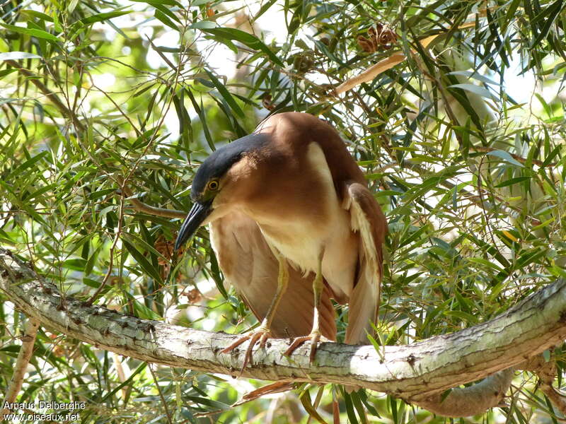 Nankeen Night Heronadult breeding, identification