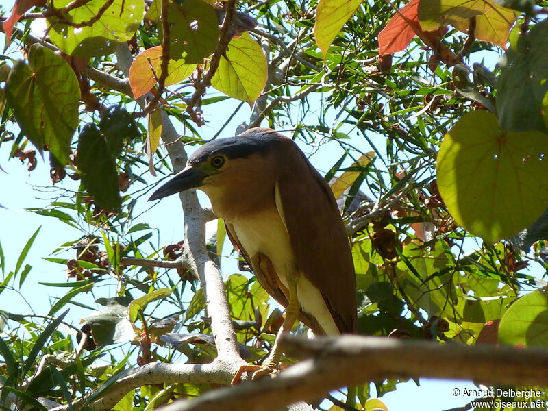 Nankeen Night Heron