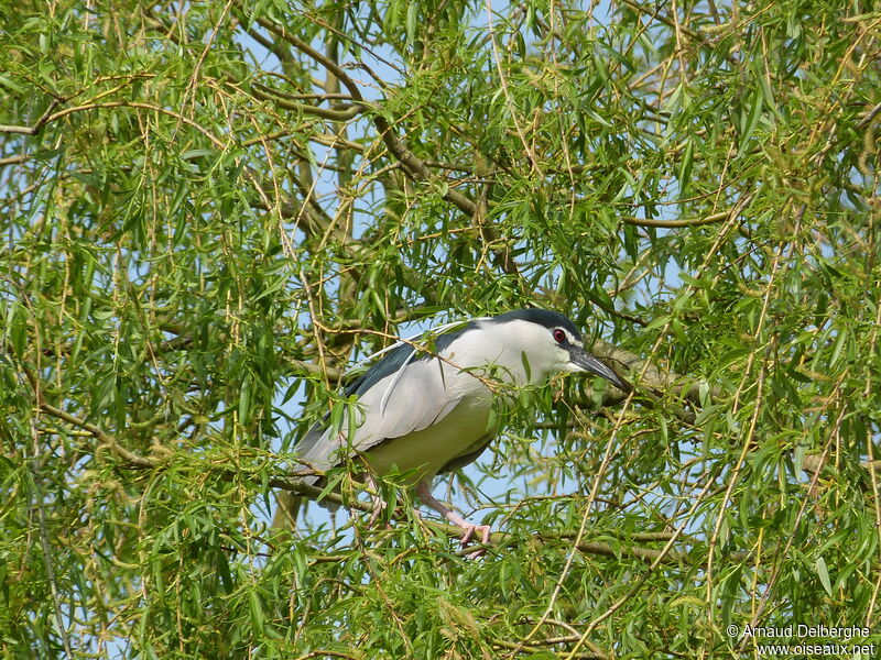 Bihoreau gris