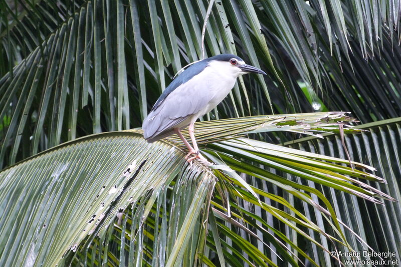 Black-crowned Night Heron